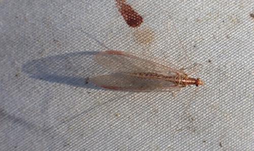 Chrysoperla sp.
